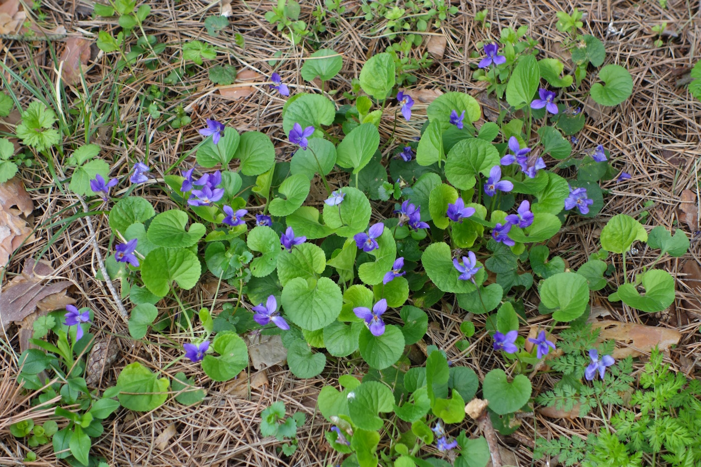 Изображение особи Viola odorata.