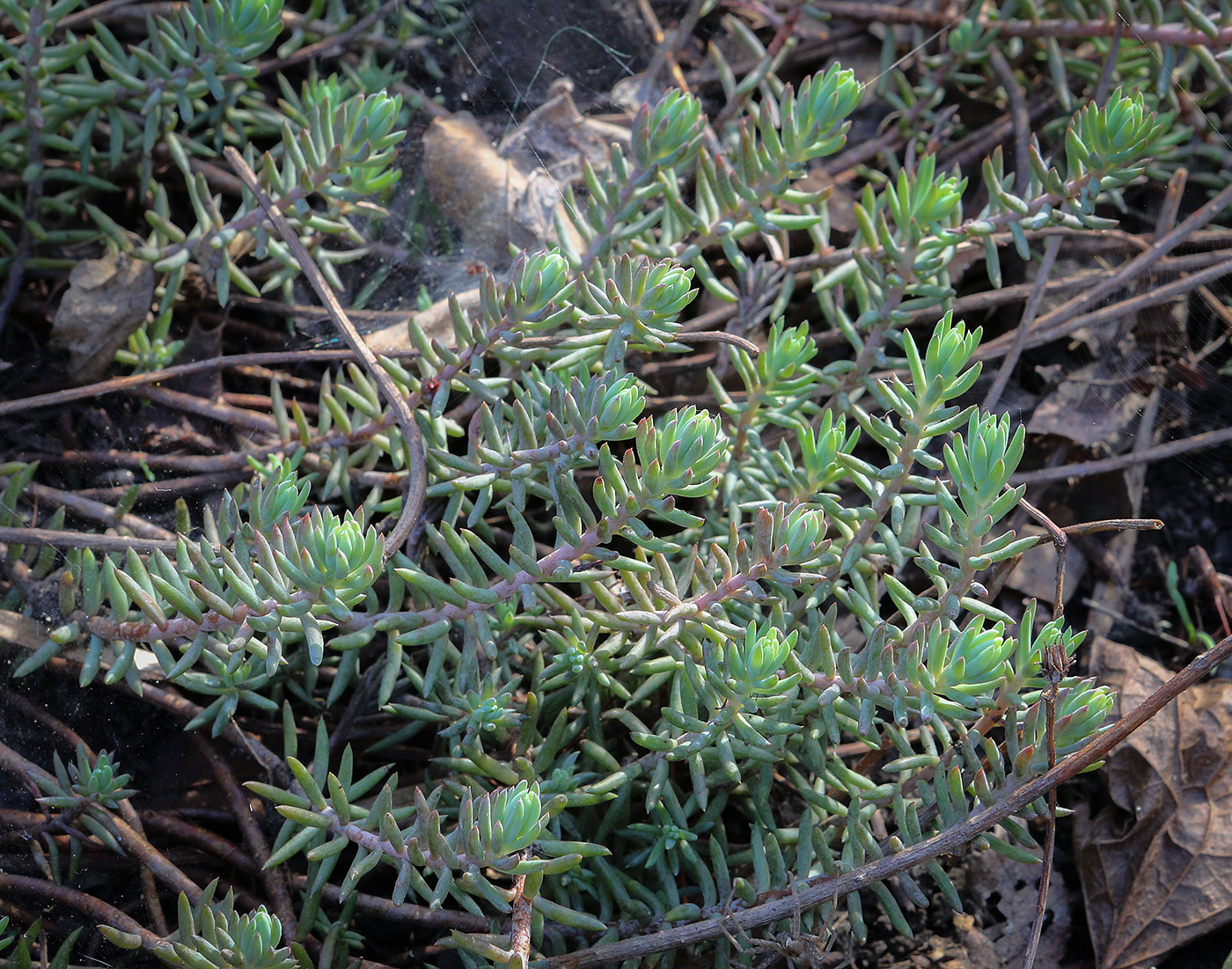 Image of Sedum reflexum specimen.