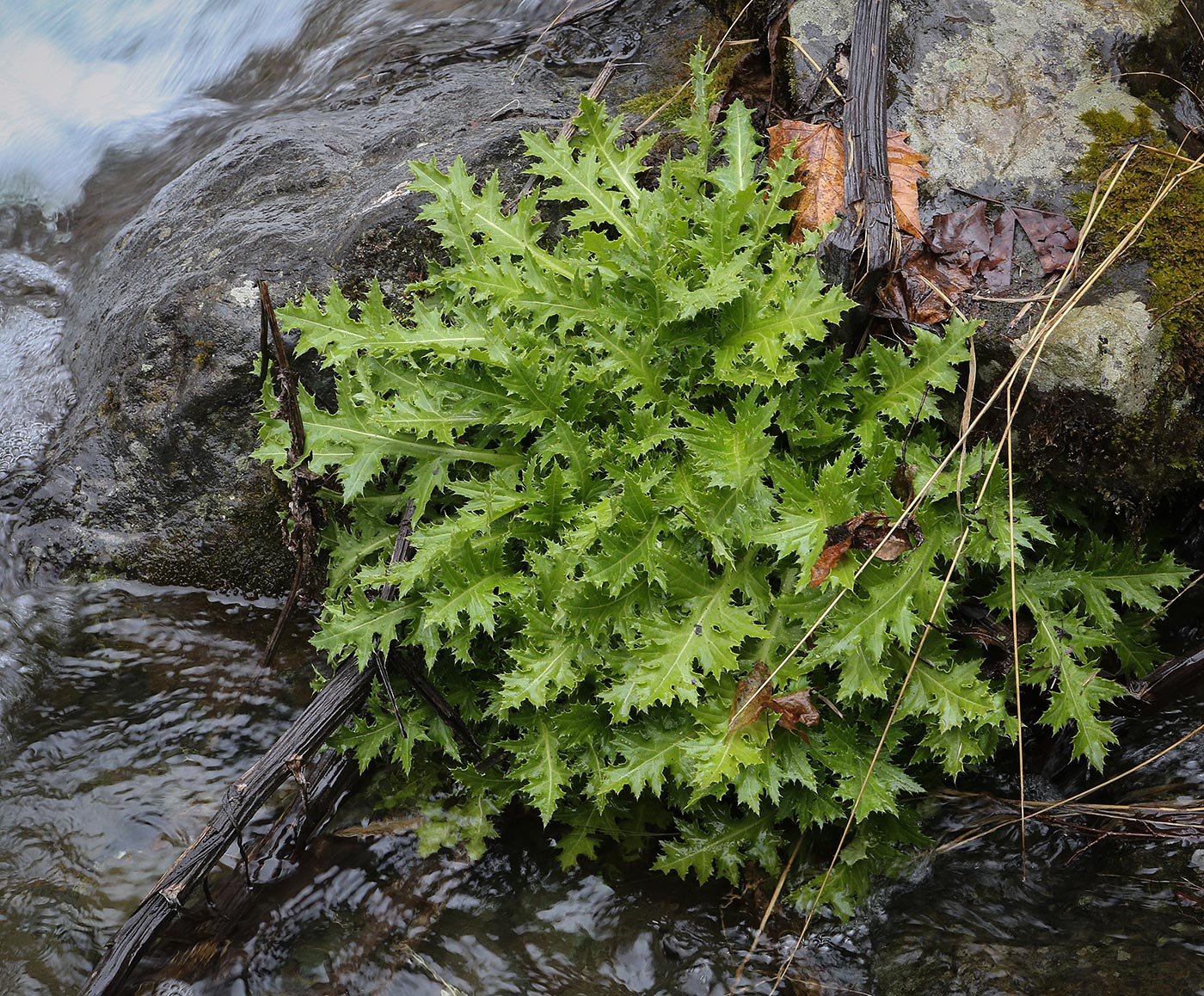 Image of familia Asteraceae specimen.