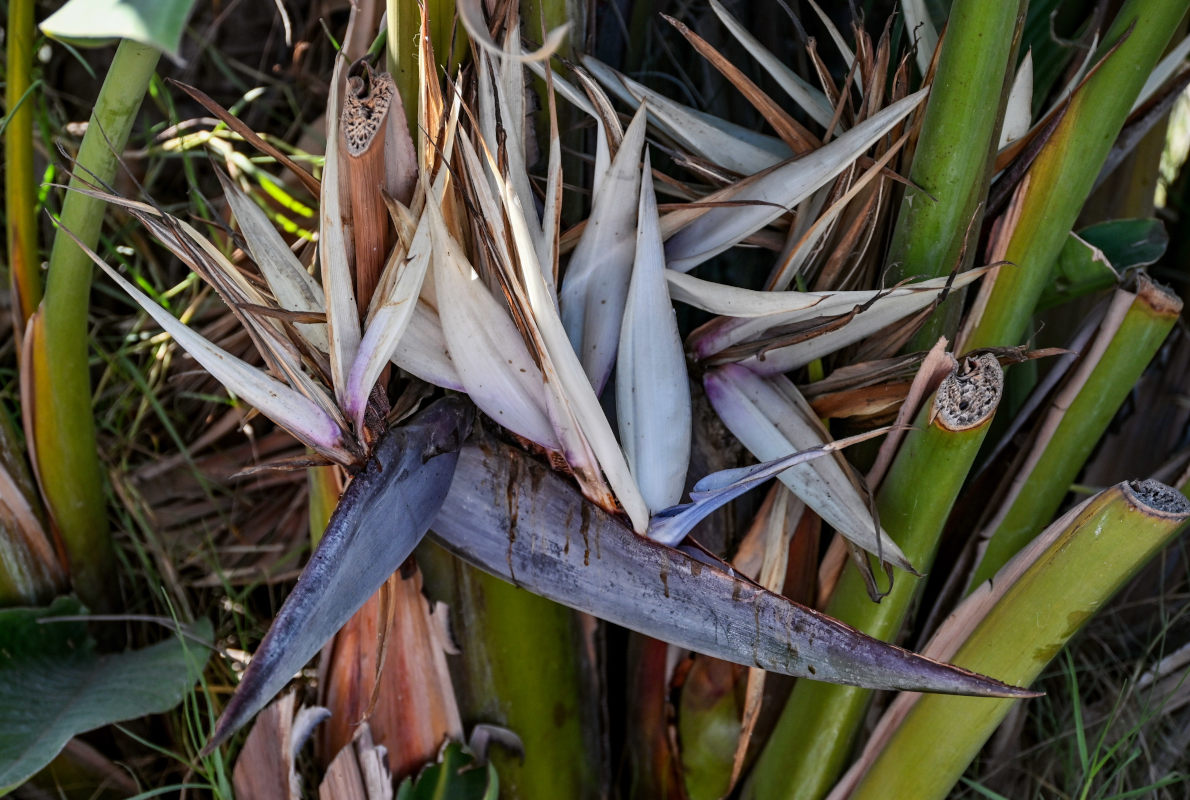 Image of Strelitzia nicolai specimen.