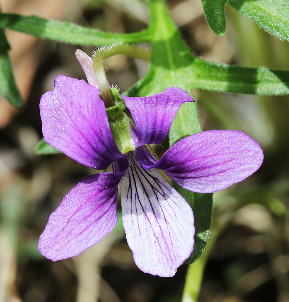 Image of Viola dissecta specimen.