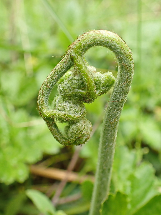 Image of Pteridium japonicum specimen.