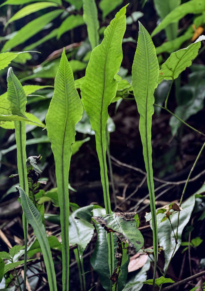 Image of Leptochilus wrightii specimen.