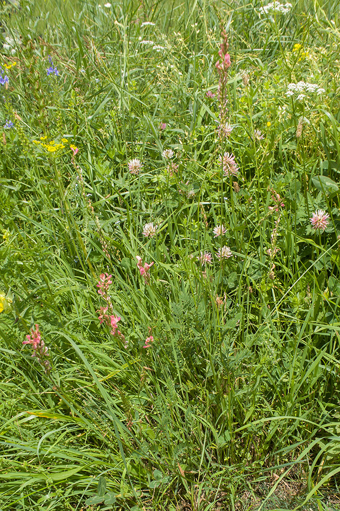 Изображение особи Onobrychis inermis.