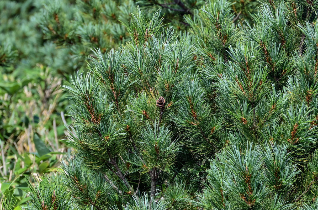 Image of Pinus pumila specimen.