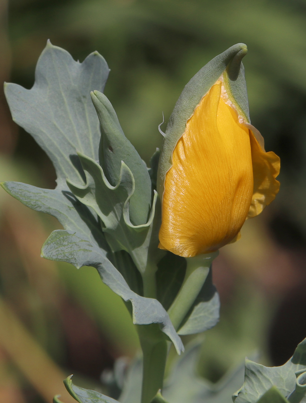 Image of Glaucium flavum specimen.