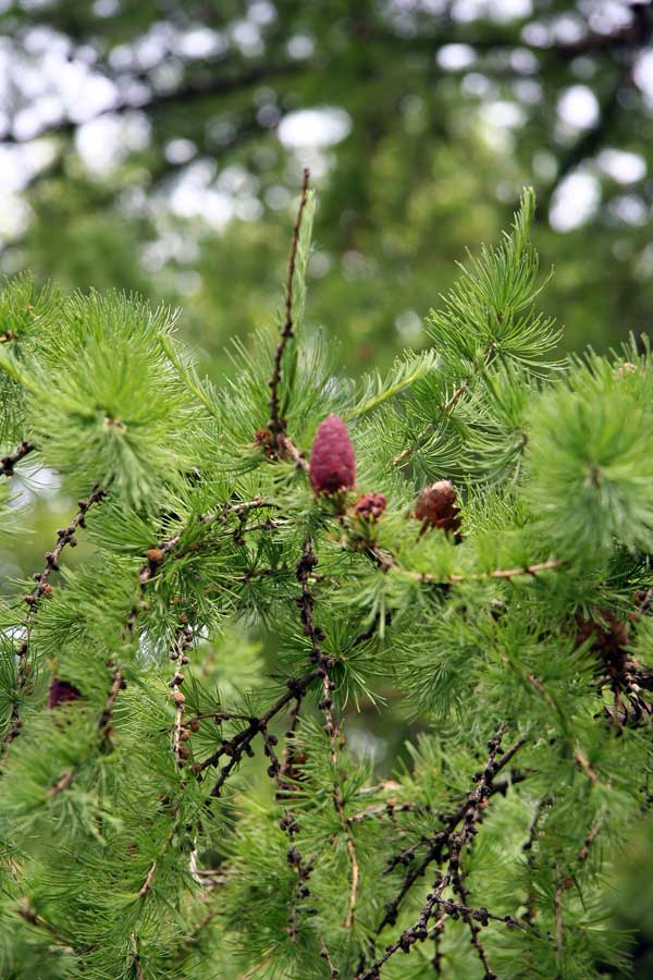 Изображение особи Larix sibirica.