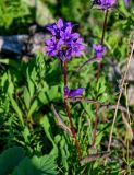 Campanula glomerata. Верхушка цветущего растения. Красноярский край, гор. округ Норильск, пос. Снежногорск, луговой склон. 27.07.2023.