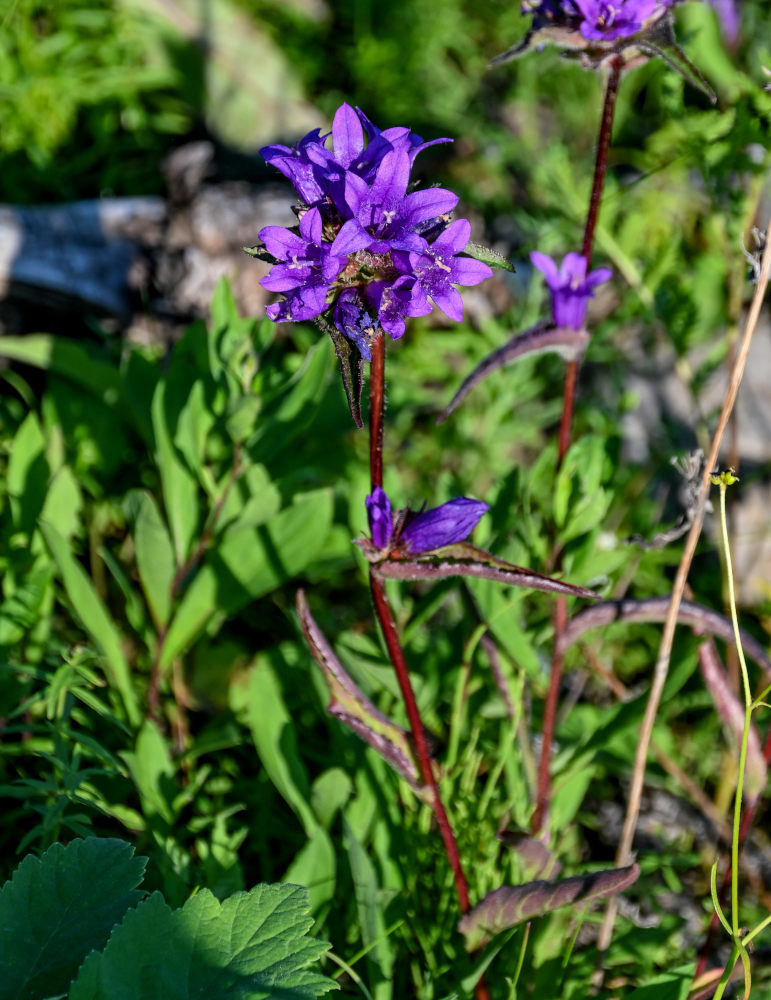 Image of Campanula glomerata specimen.