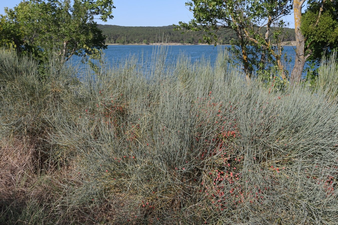 Image of Ephedra distachya specimen.