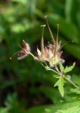 Geranium erianthum. Верхушка побега с плодами. Камчатский край, Елизовский р-н, каменноберезовый лес вдоль тропы к оз. Тахколоч. 04.08.2024.