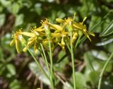 Senecio pseudolongifolius