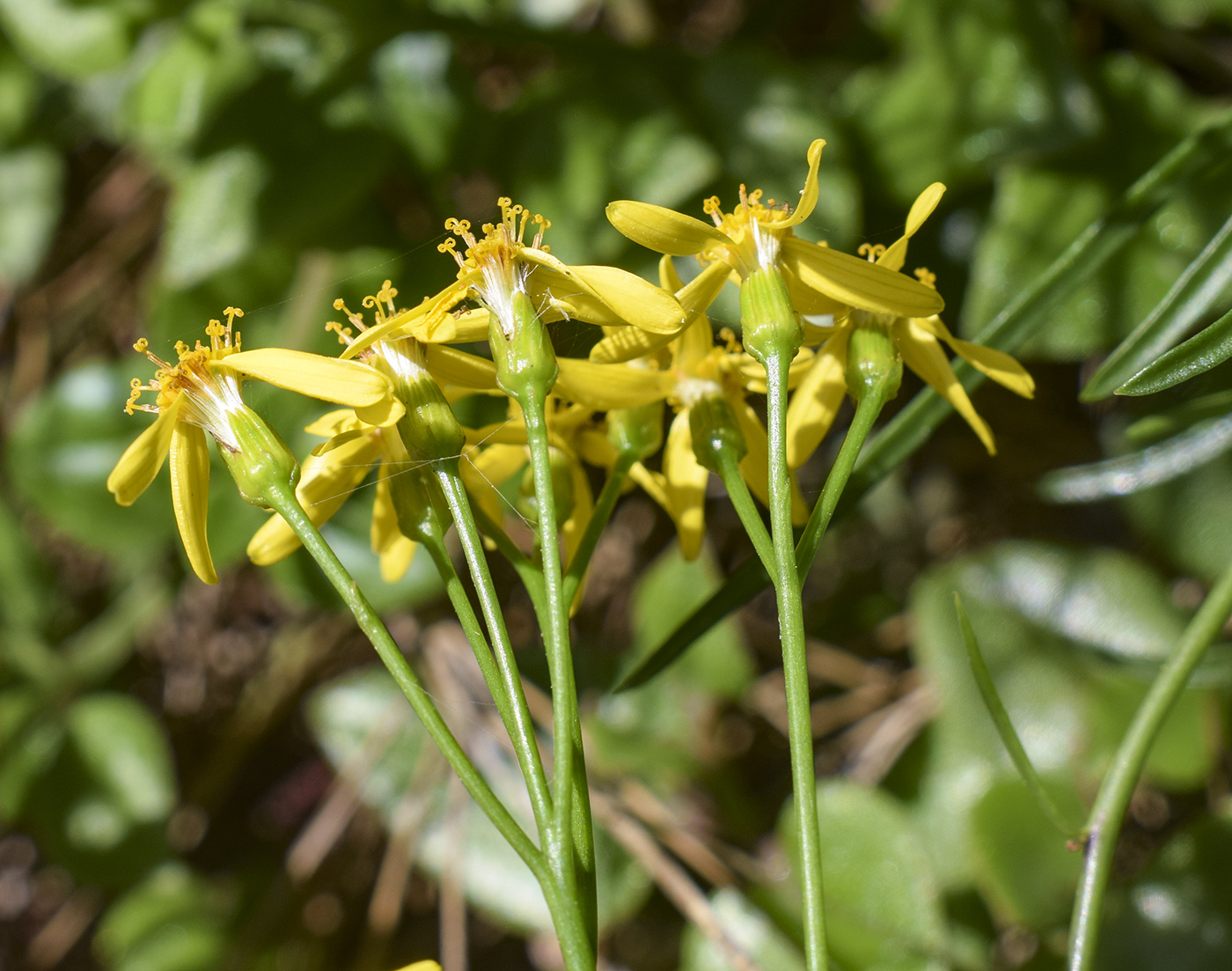 Изображение особи Senecio pseudolongifolius.