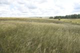 Stipa capillata