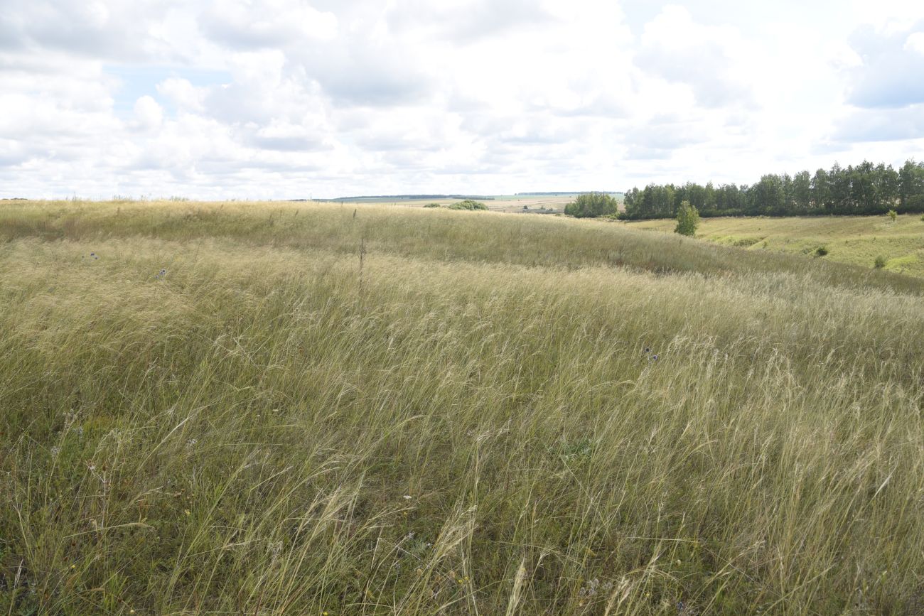 Изображение особи Stipa capillata.