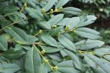 Lauro-cerasus officinalis. Часть веточки с листьями и формирующимися соцветиями. Адыгея, Майкопский р-н, дол. руч. Водопадистый, пихтово-буковый лес. 09.05.2024.