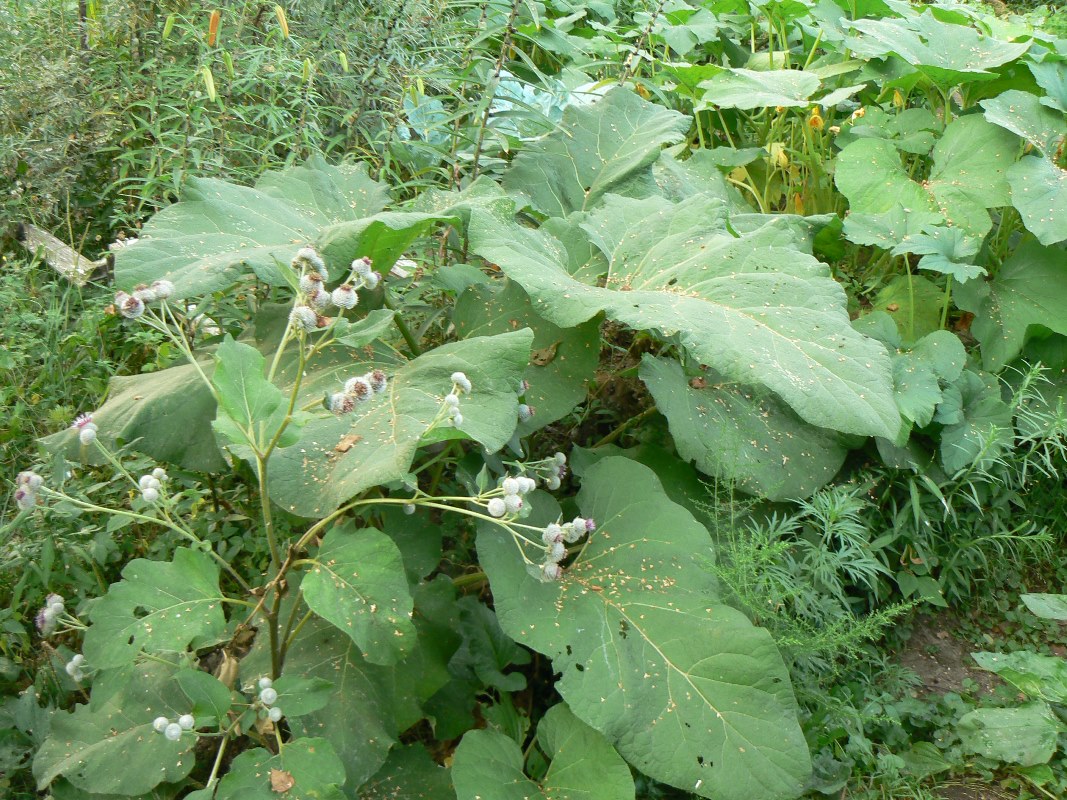 Image of Arctium tomentosum specimen.