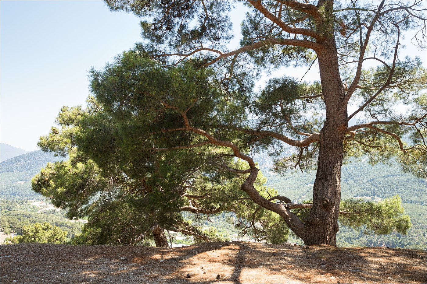 Изображение особи Pinus brutia.