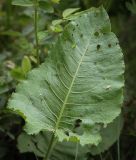 Rumex confertus. Лист, повреждённый насекомыми. Пермский край, г. Пермь, Кировский р-н, луг между опорами моста. 27.07.2024.