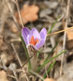 Crocus reticulatus