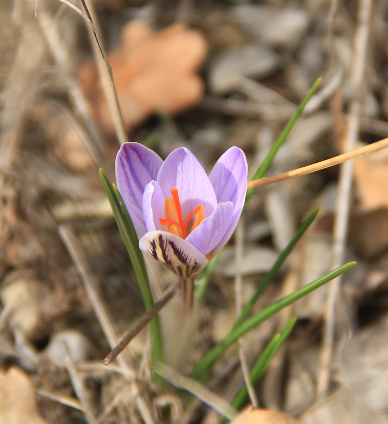 Image of Crocus reticulatus specimen.