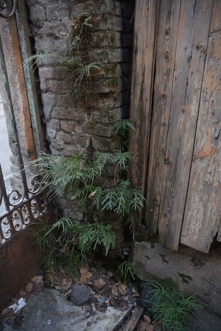 Image of Pteris multifida specimen.