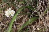 Allium blomfieldianum