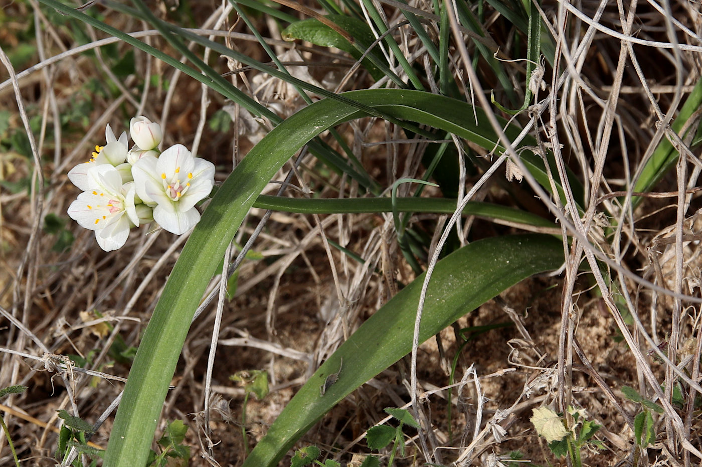 Image of Allium blomfieldianum specimen.