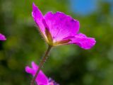 Geranium sanguineum. Цветок. Крым, Южный Берег, окр. с. Лучистое, гора Южная Демерджи, на каменисто-глинистом склоне. 03.06.2024.