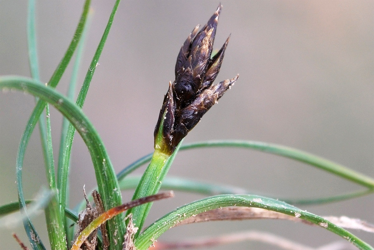 Image of Carex pachystylis specimen.