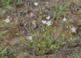 Holosteum glutinosum