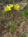 Gagea chrysantha. Цветущее растение. Крым, Ю. берег, г. Кастель. 3 апреля 2010 г.