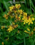 Смотреть изображение Hypericum maculatum