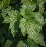 View full-size image Anemone hupehensis