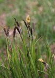 Carex nigra. Верхушки побегов с соцветиями. Москва, парк Кузьминки. 02.05.2011.