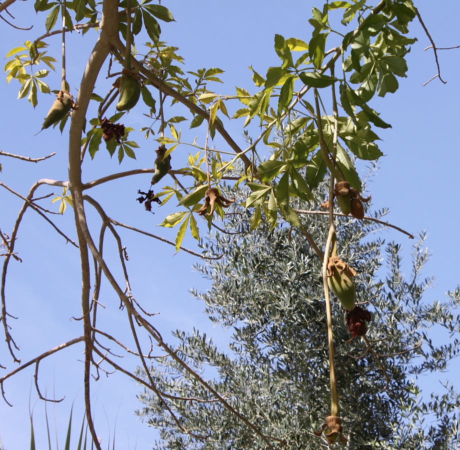 Изображение особи Adansonia digitata.