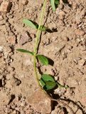 View full-size image Helianthemum nummularium