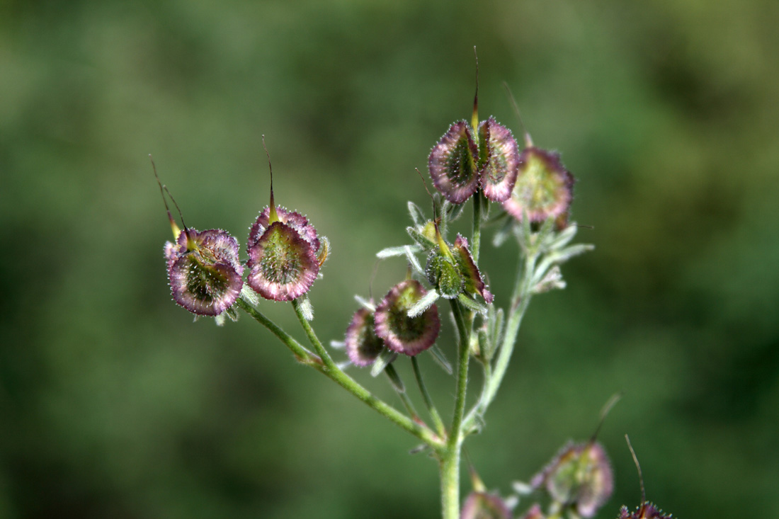 Image of Rindera oblongifolia specimen.