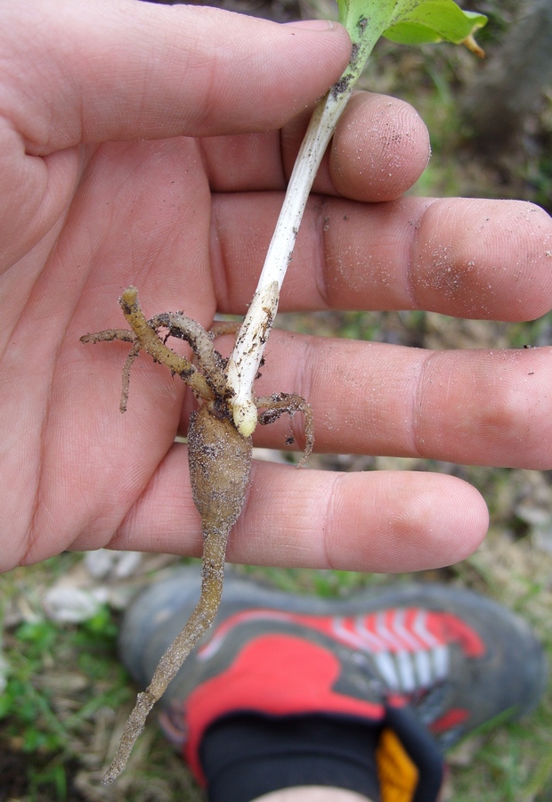 Image of genus Platanthera specimen.