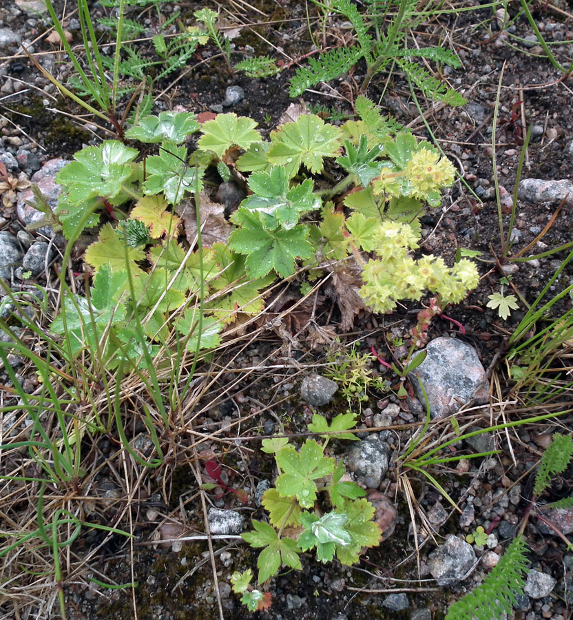 Изображение особи род Alchemilla.