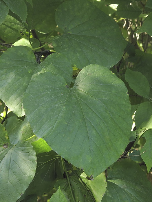 Изображение особи Aristolochia manshuriensis.