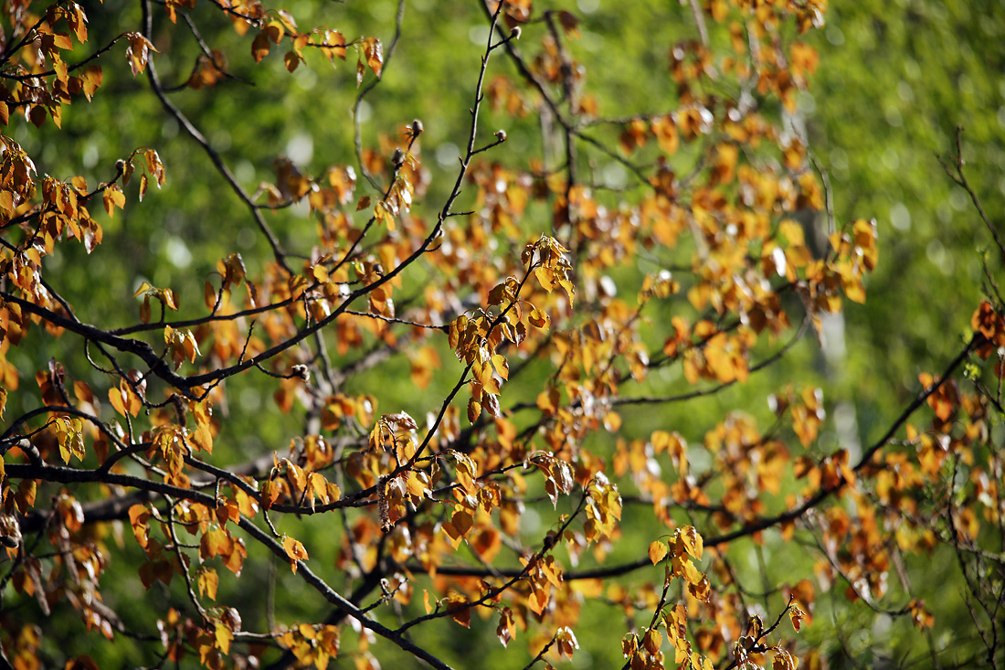 Image of Populus tremula specimen.