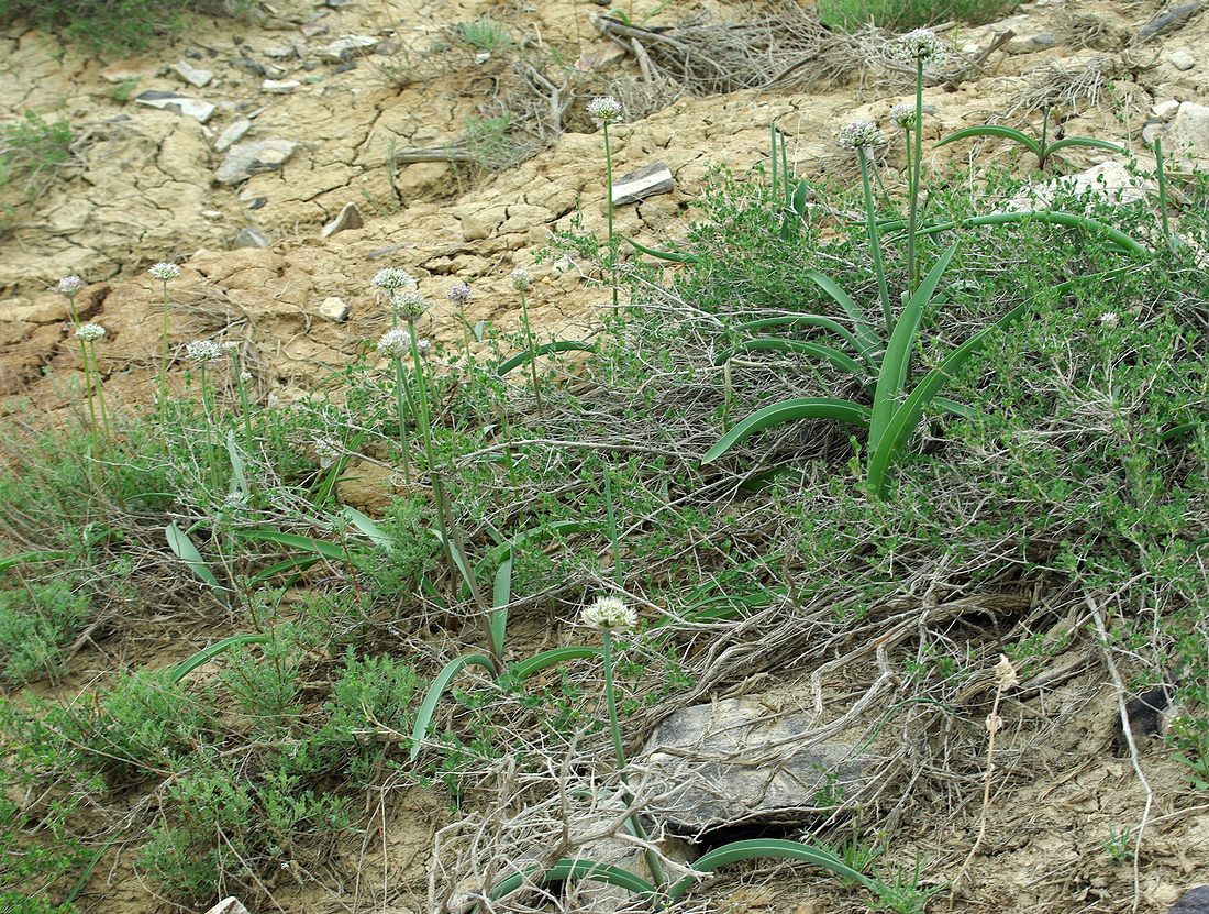 Image of Allium tulipifolium specimen.