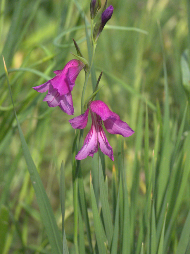 Изображение особи Gladiolus communis.