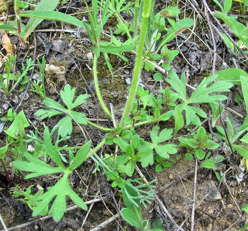 Image of Ranunculus polyanthemos specimen.