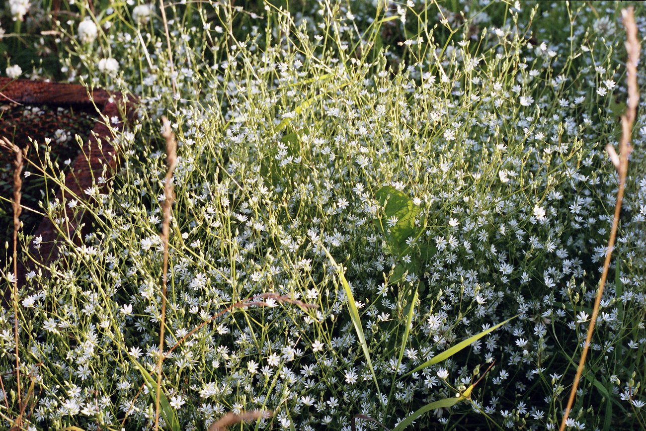 Изображение особи Stellaria graminea.