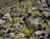 Tetrataenium olgae. Плодоносящее растение. Таджикистан, Памир, долина р. Бардара. 09.08.2011.