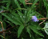 Anemone caerulea