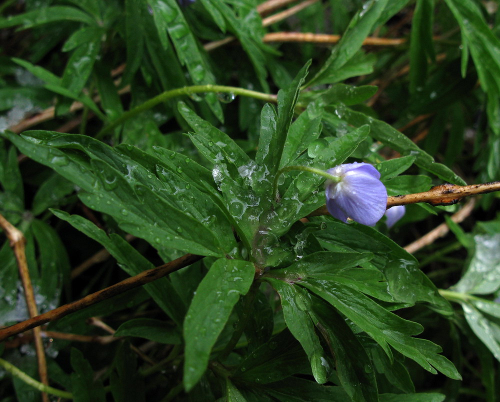 Image of Anemone caerulea specimen.