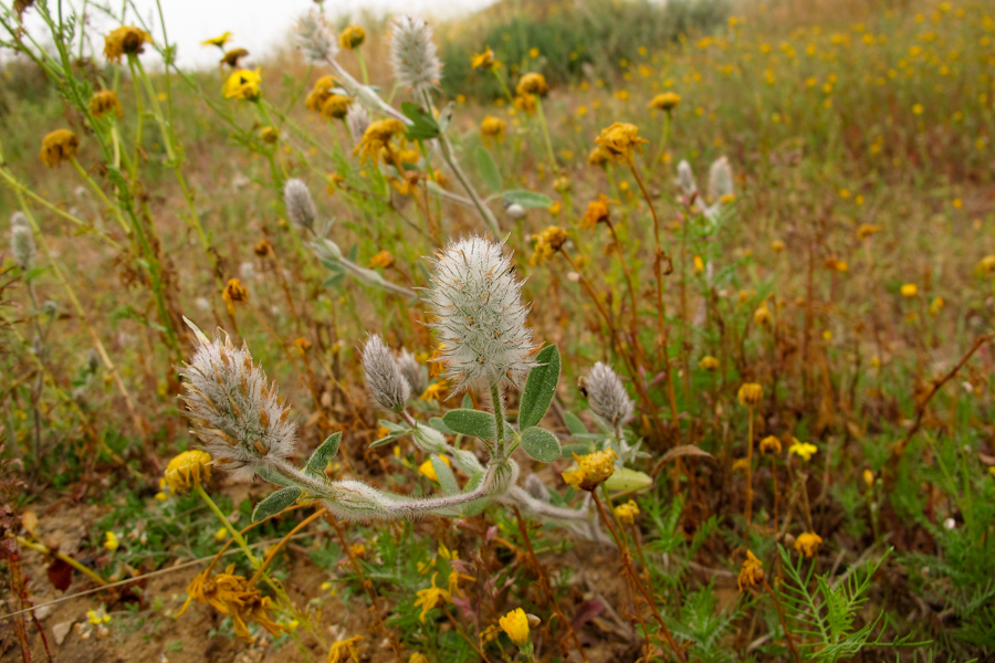 Image of Trifolium palaestinum specimen.